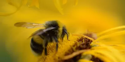 Fiori amici degli insetti