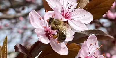 Di fiore in fiore