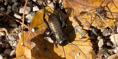 Sei zampe, una miriade di ruoli